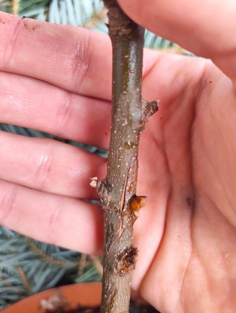 Will this survive? (Sweet chestnut)