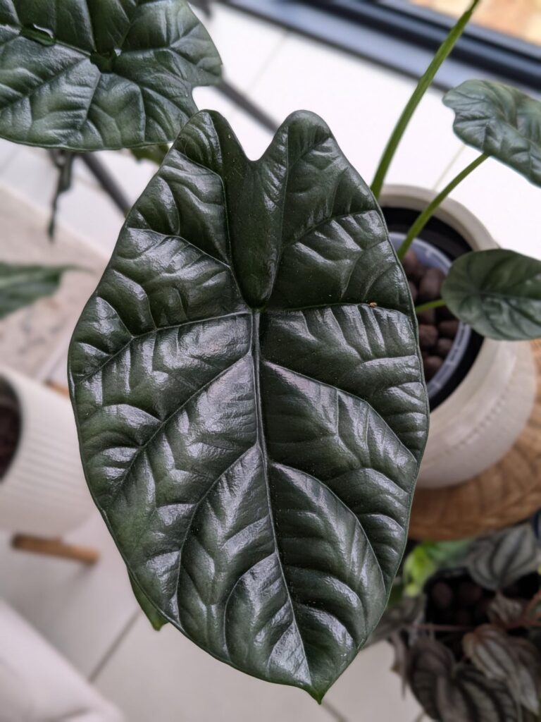 Quilted dream or Dragon Scale?