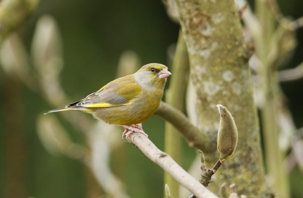 a pretty male greenfinch (carduelis chloris) perched on a magnolia tree. a pretty male greenfinch (carduelis chloris) perched on a magnolia tree.
