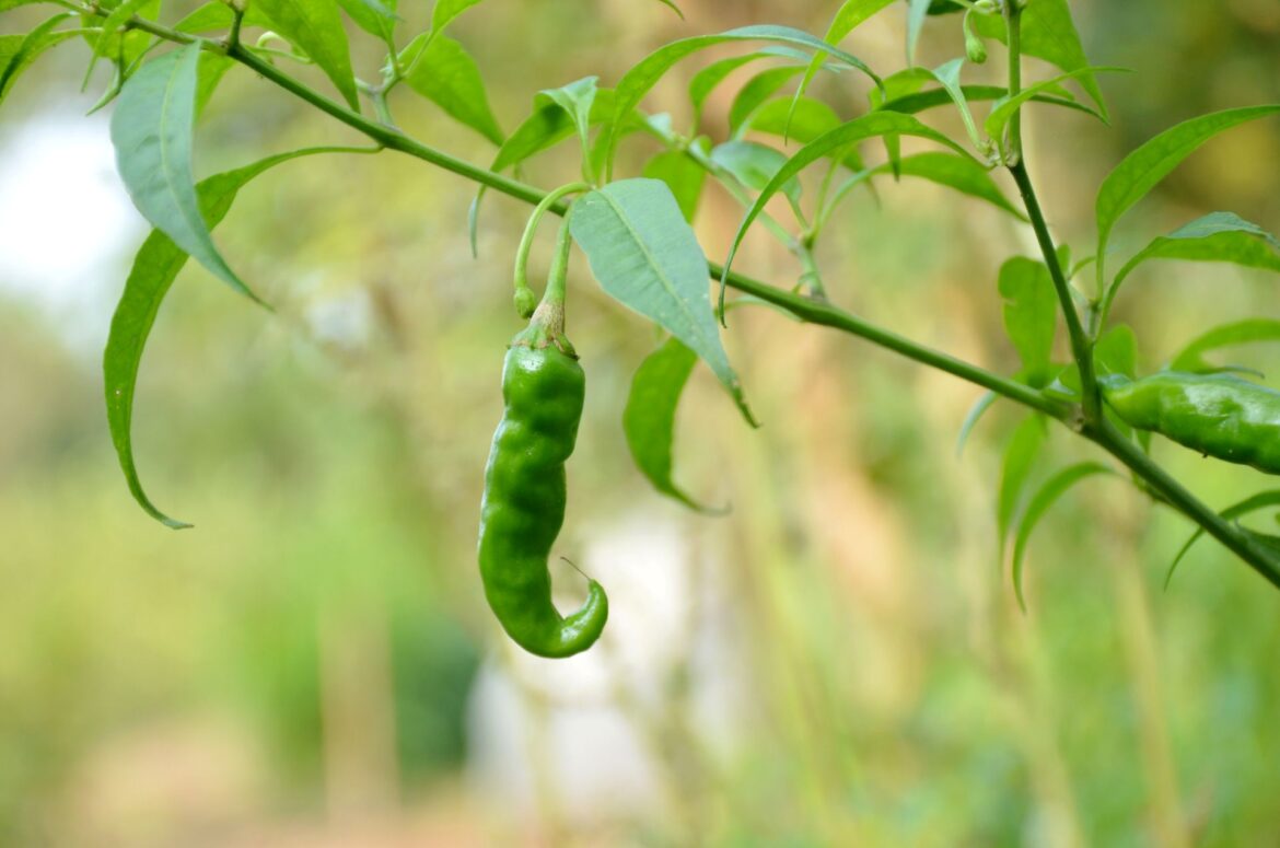 Depending on who you ask, hornworms are either lovely creatures or the stuff of nightmares.
