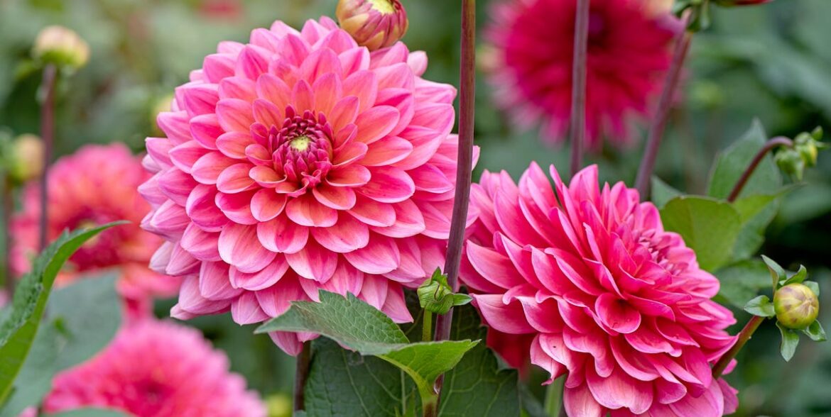 The Best Time To Grow Dahlias From Seed Is Now — Here’s How
