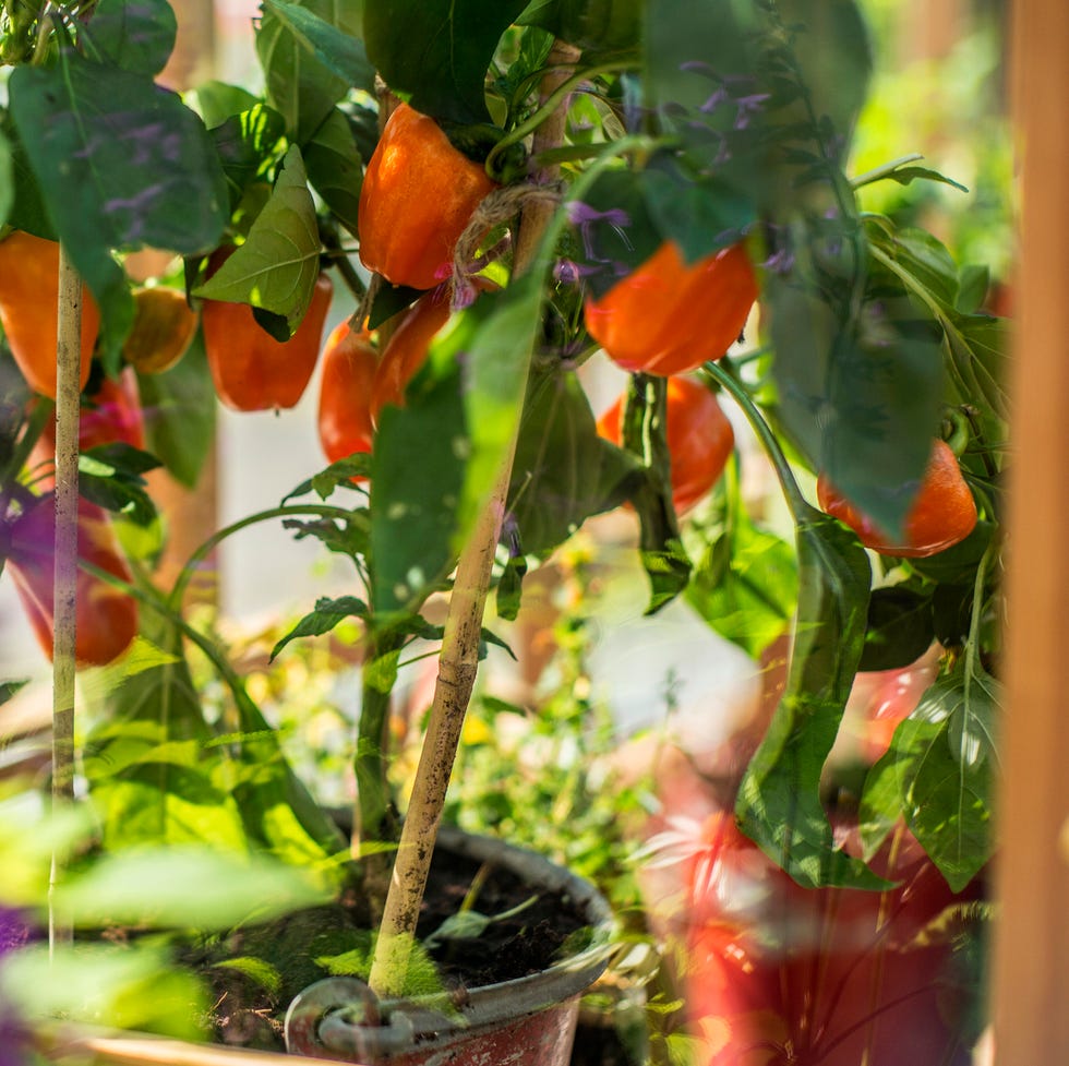 they produce fruits in different colours, including red, yellow, orange and green scientific name capsicum annuum