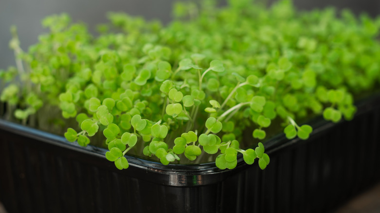 Arugula sprouting out of a rectangular container