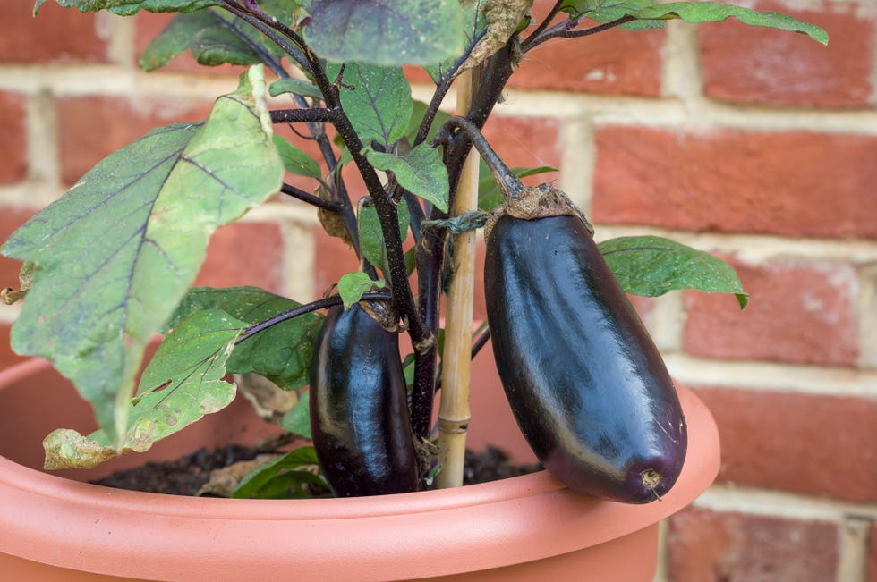 closeup detail of aubergine fruit (eggplant) plant growing outside in a pot, uk garden