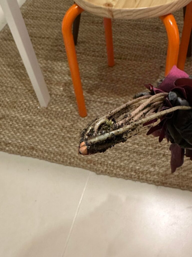 Help me save my oxalis triangularis!