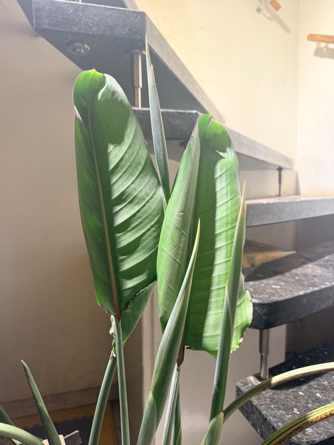 I think my bird of paradise is about to flower for the first time!