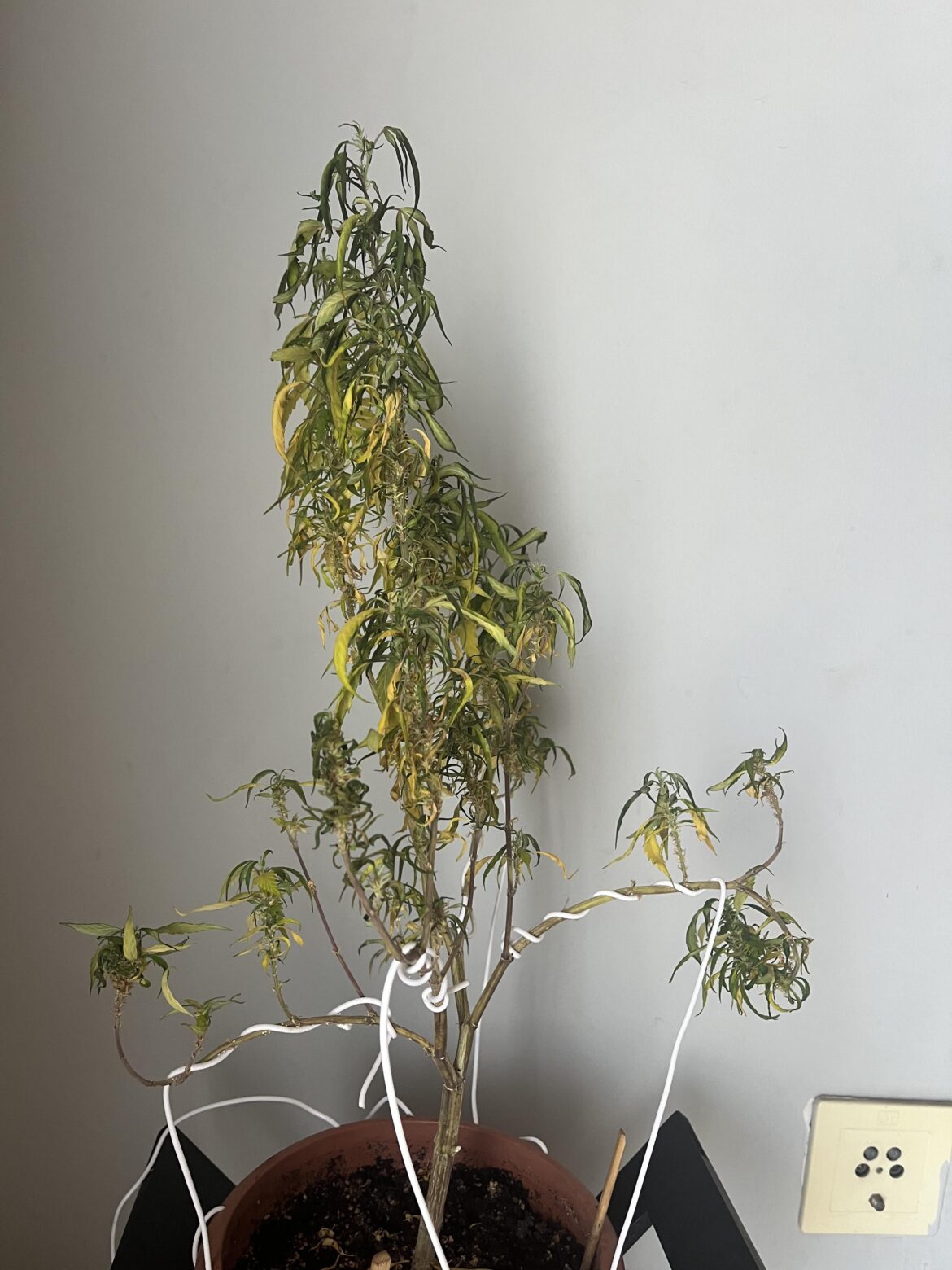 My baby is about to die! Any tips or help !??
