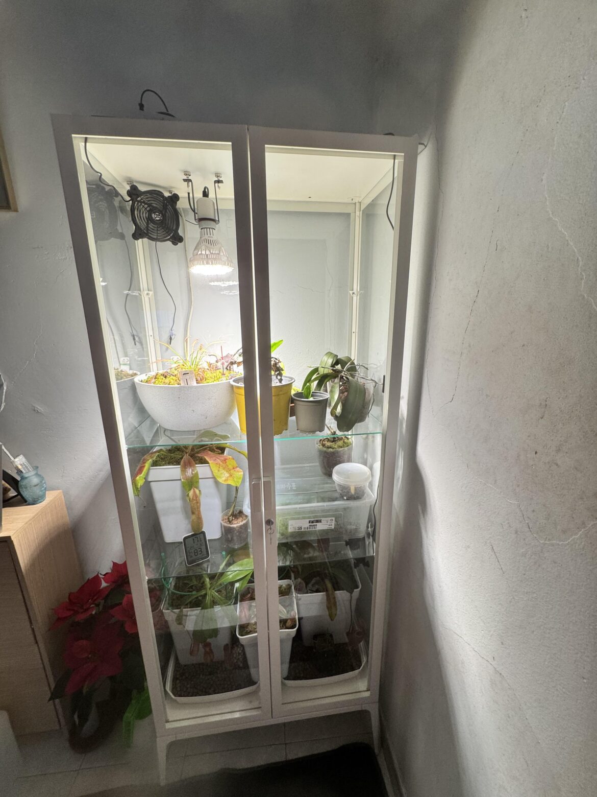 Nephentes outside, yay or nay?