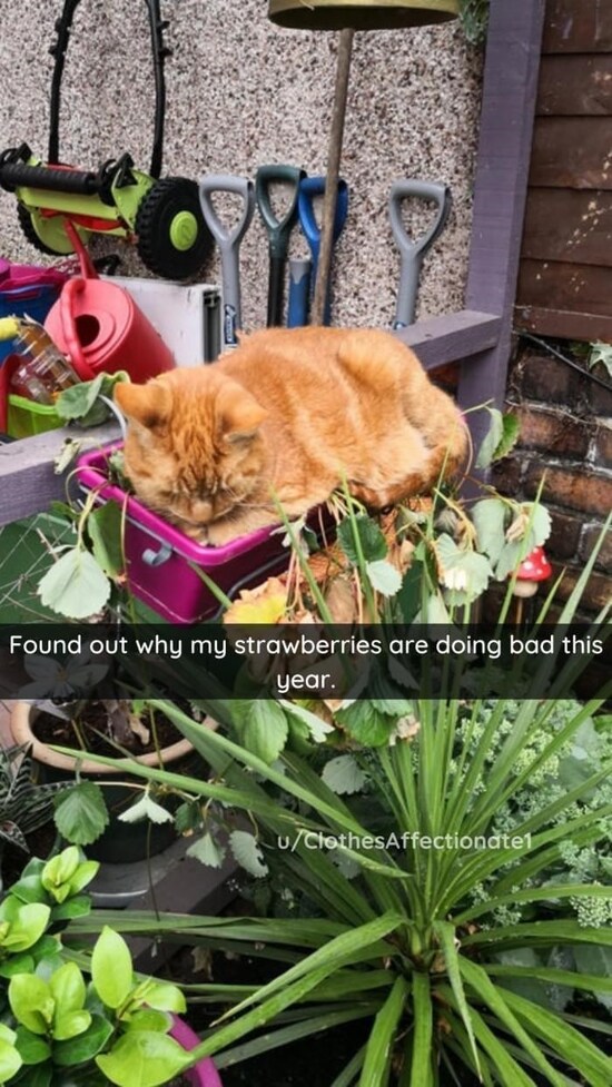 gscissors-found-out-why-my-strawberries-are-doing-bad-this-year-uclothesaffectionatel.jfif