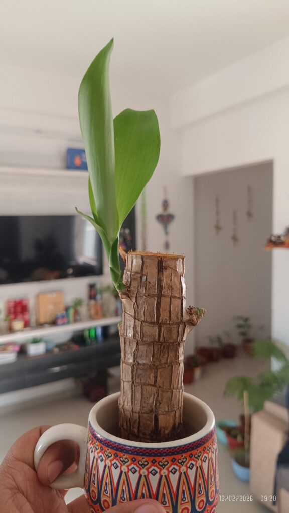 My Chinese Bamboo for a new leaf. <3