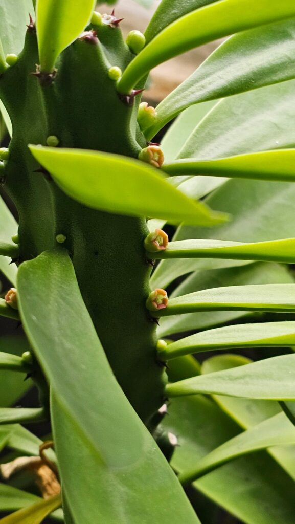 In bloom, with this vold 🥶😄