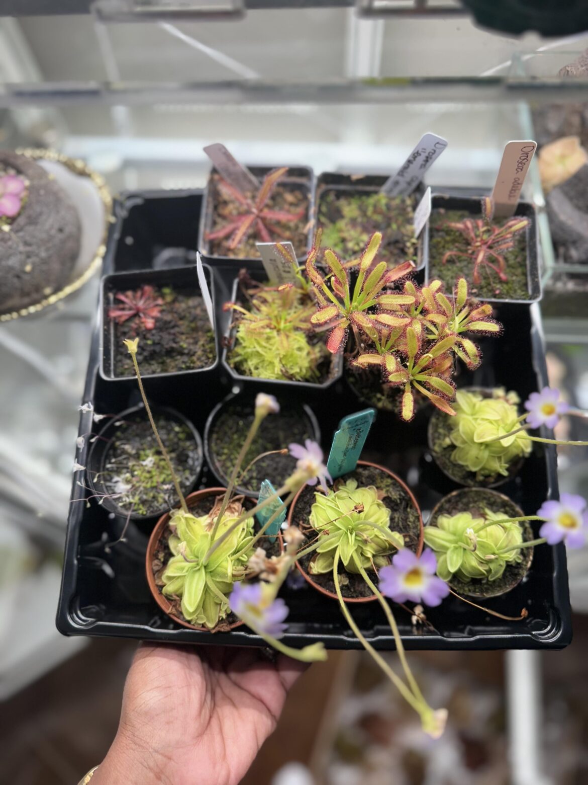 Does My Plant Bog Need Wet Feet?