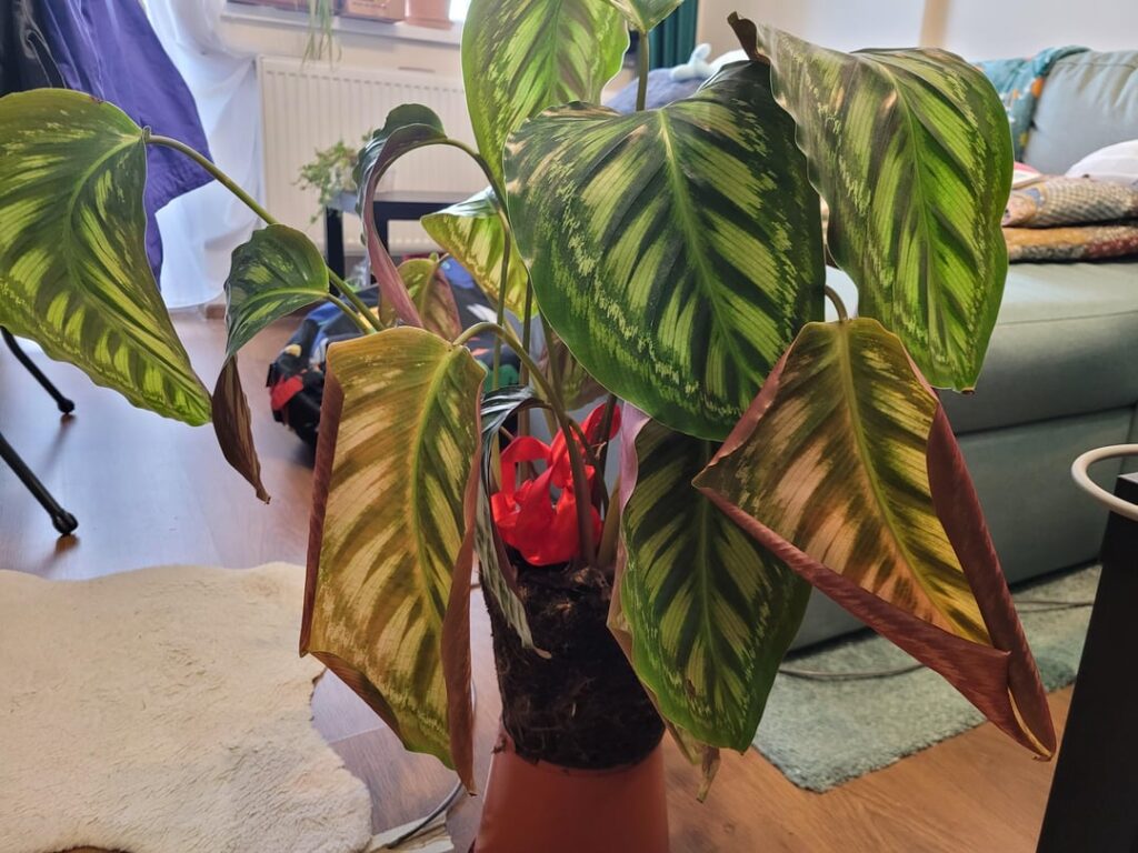 Help dearly appreciated