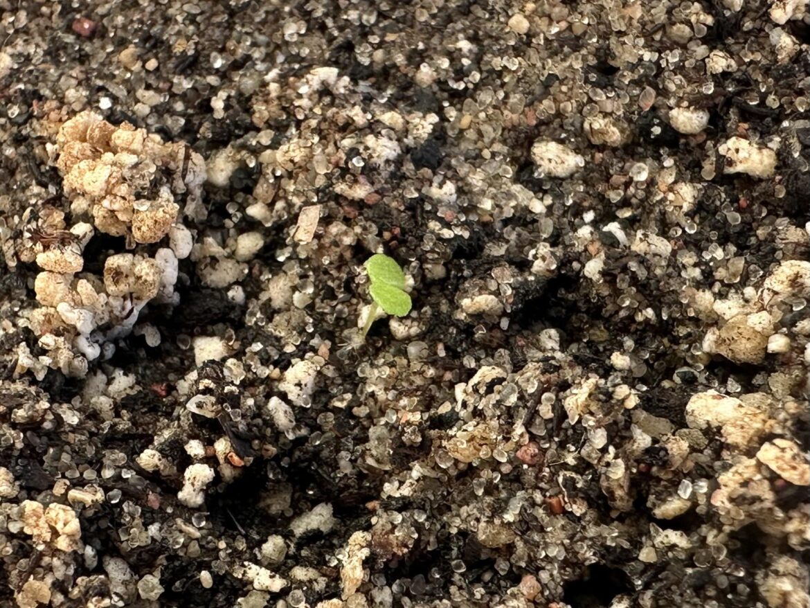 Seed Sowing/Growing Month 1 update