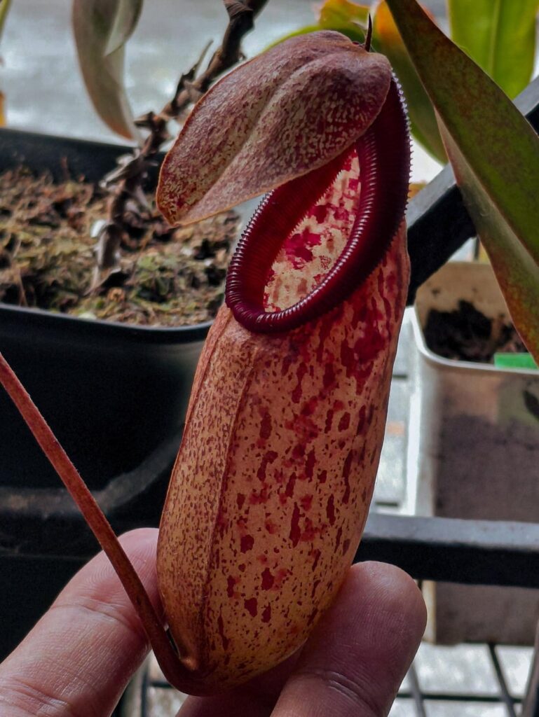 Nepenthes northiana × 'Gothica'