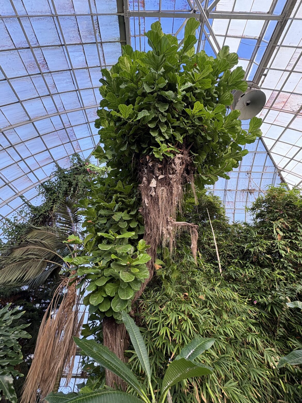 FLF😍