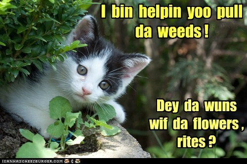 gwhy-yoo-skreemin.jfif