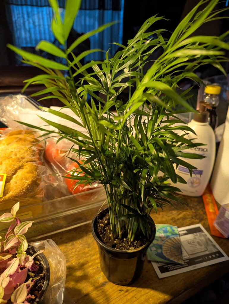 What type of plants are these? What type of plants are these?