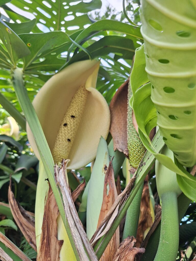 Brazil, São Caetano Monstera
