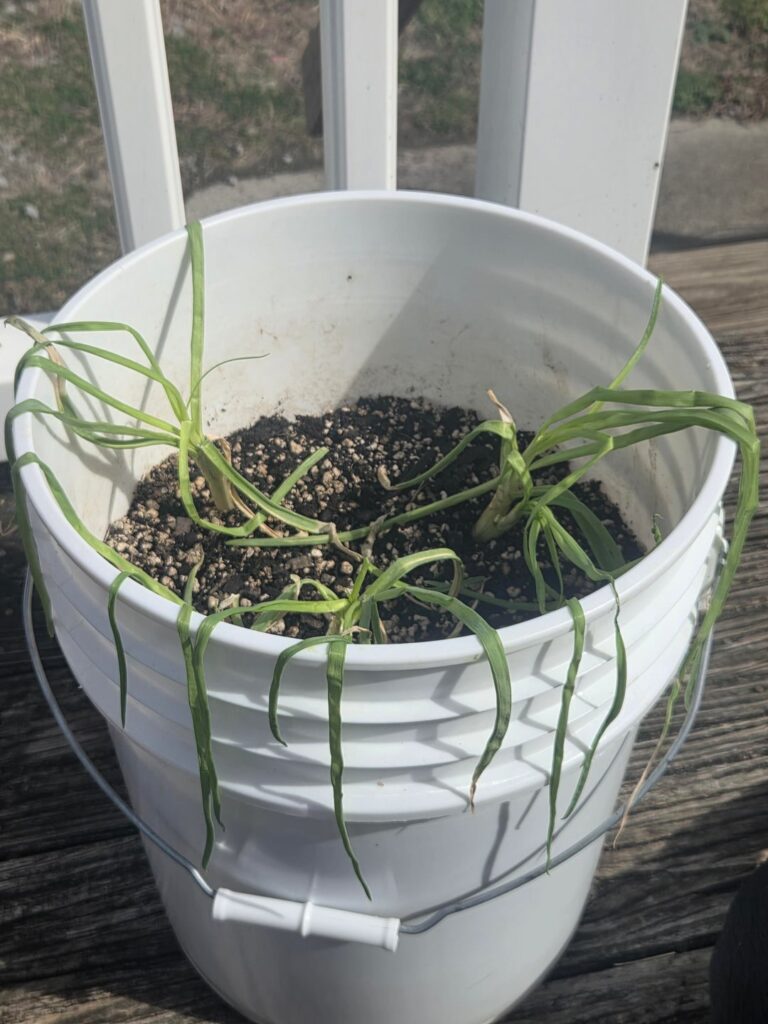 My yellow onions are wilting :(