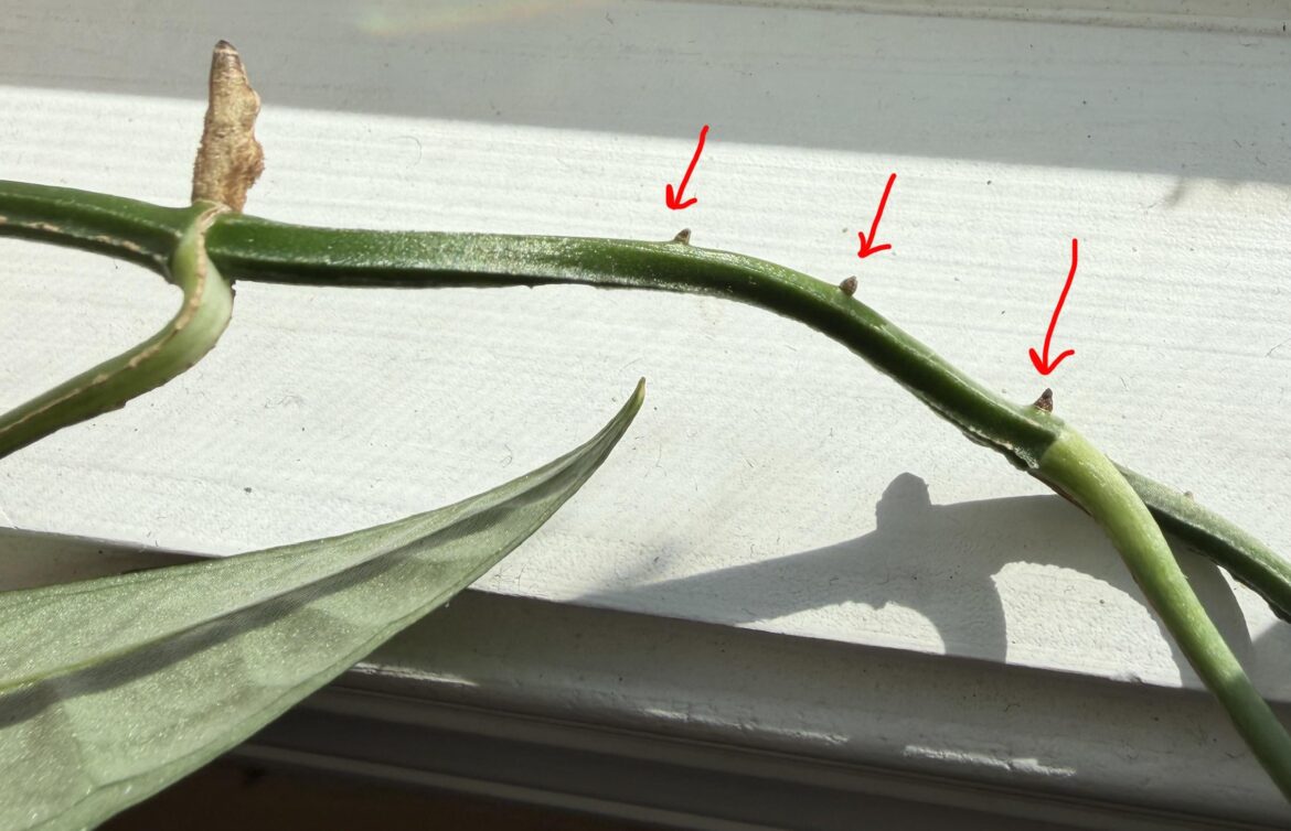 are these nodes and are they viable?