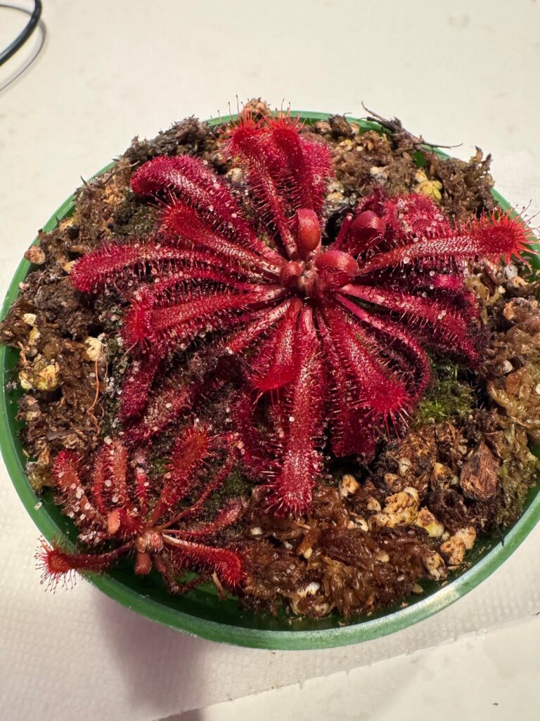 Drosera “Gold Coast” hybrid