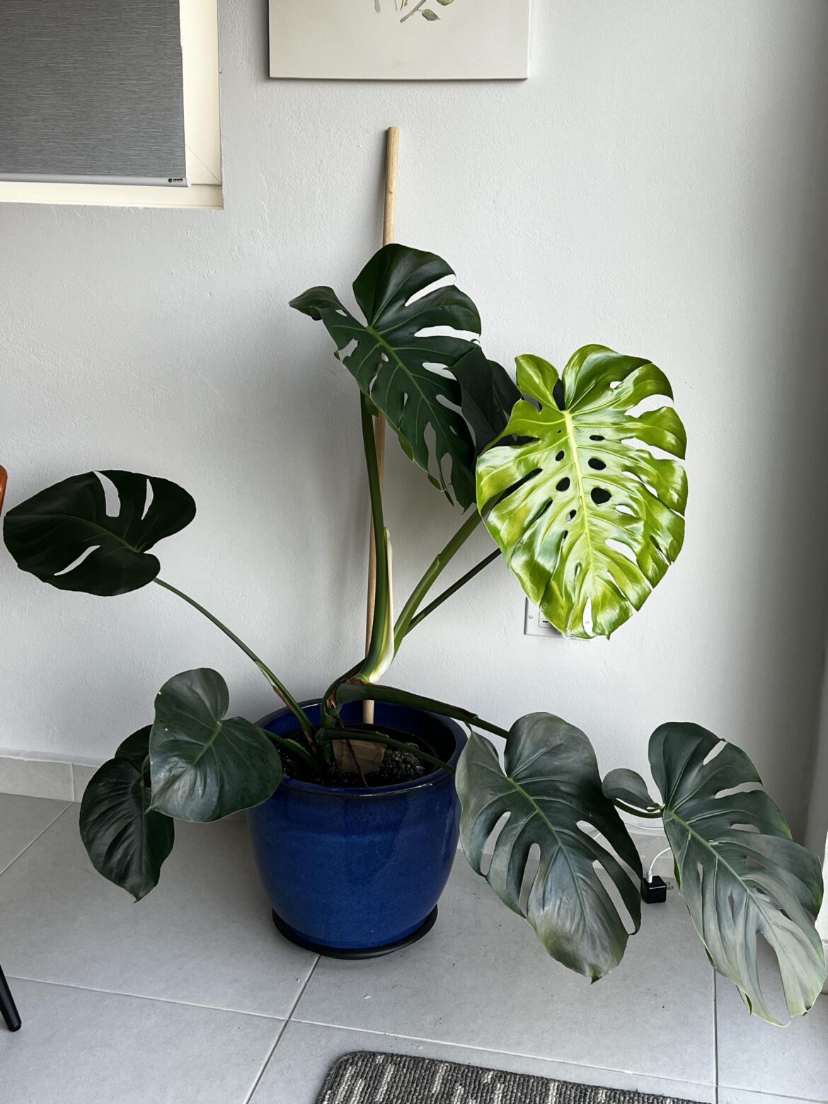 Meet Swiss, Isn’t She Perfect?