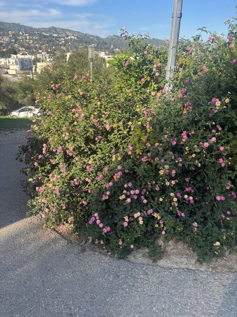 Los Angeles, see these flowering bushes everywhere