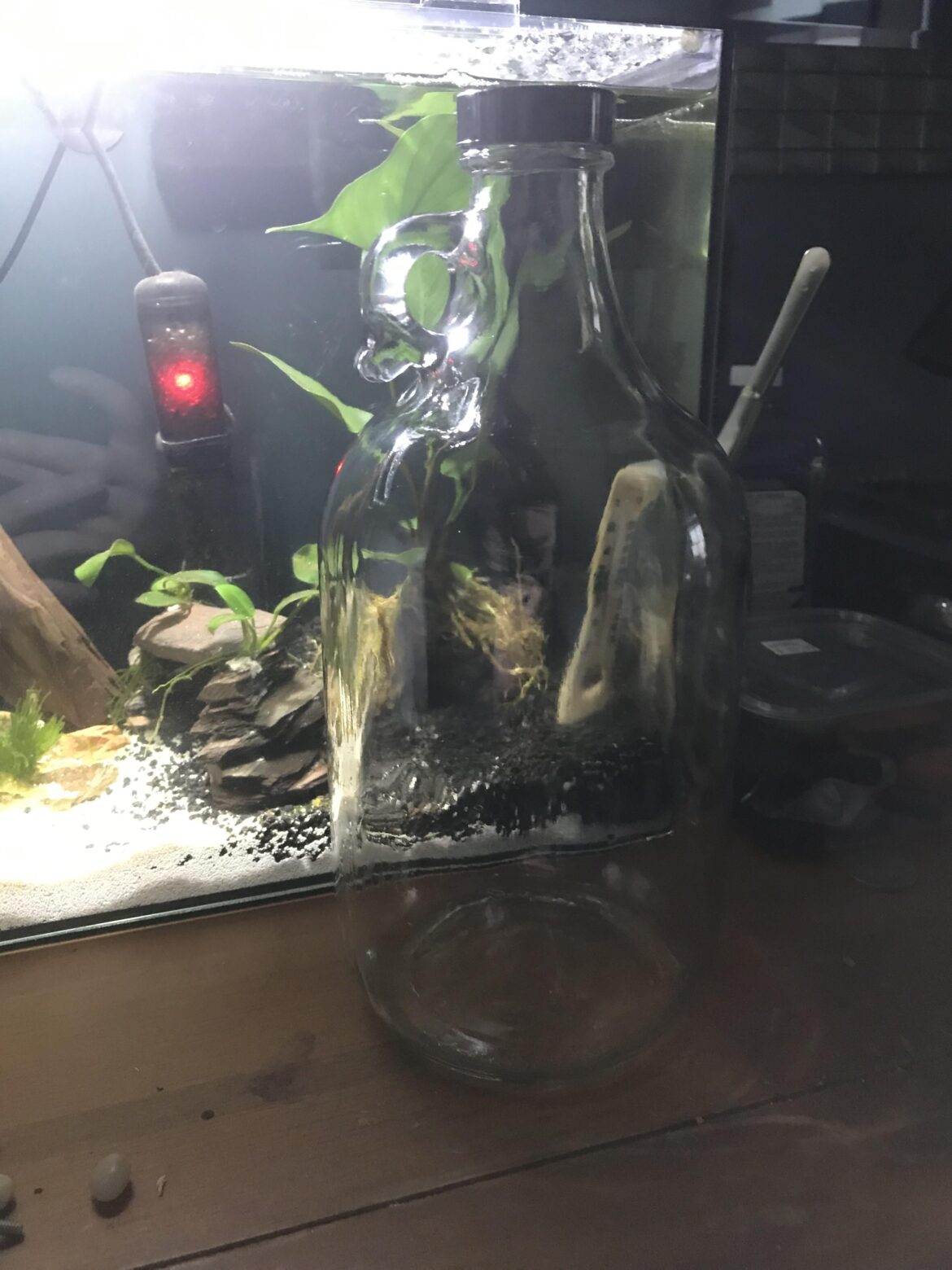 Ideas for a 1 gallon jug?