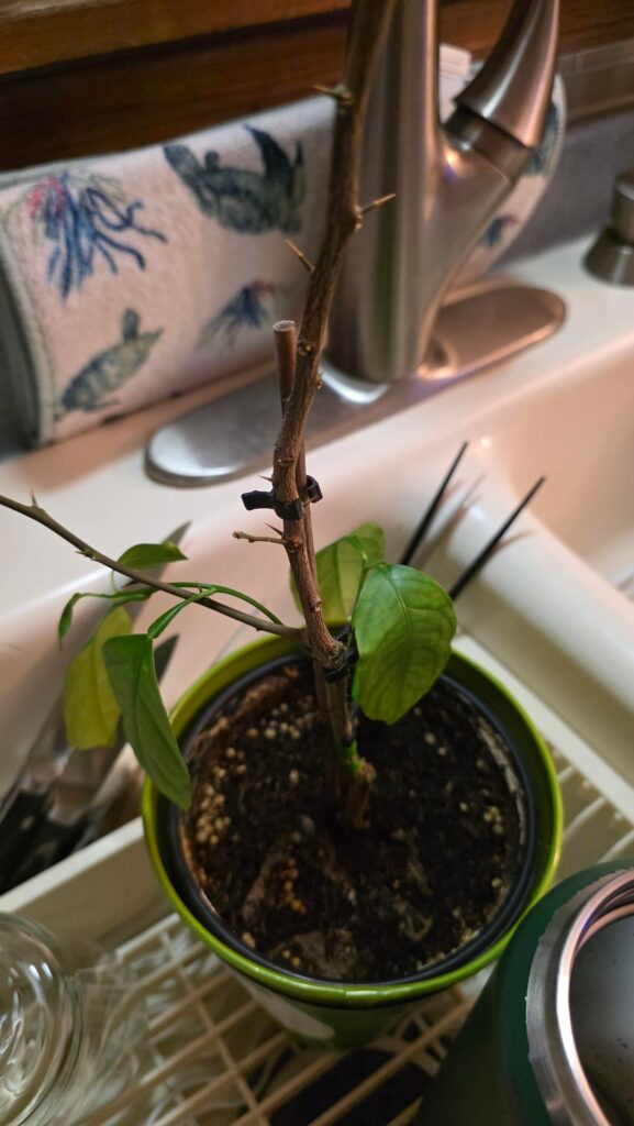 Help with Neglected Key Lime Tree