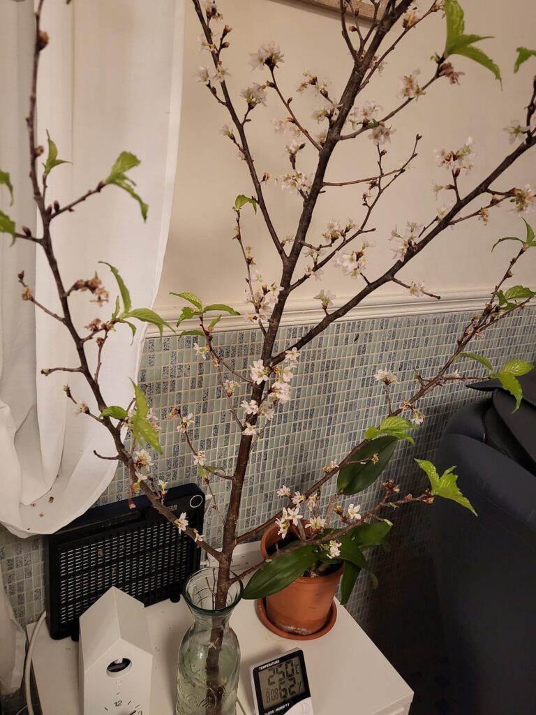What to do with growing cherry blossom branch