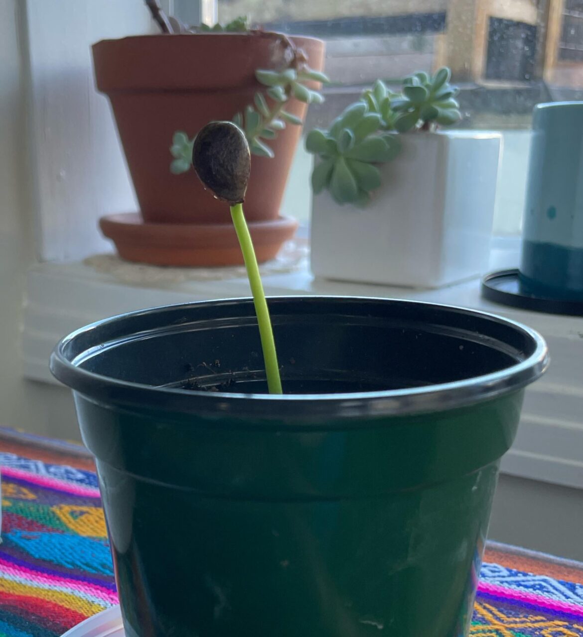 Should I help it?