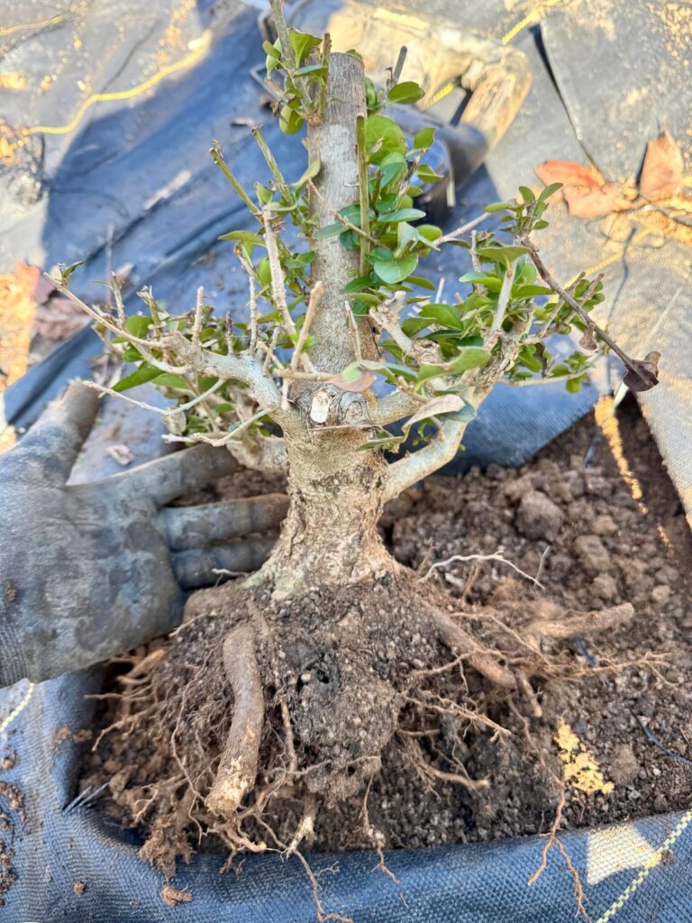 Deer were tearing my Korean Waxleaf Privets to shreds so I decided to dig a few of them from the grow field. This one is a little unbalanced, but I think it will look OK in time.
