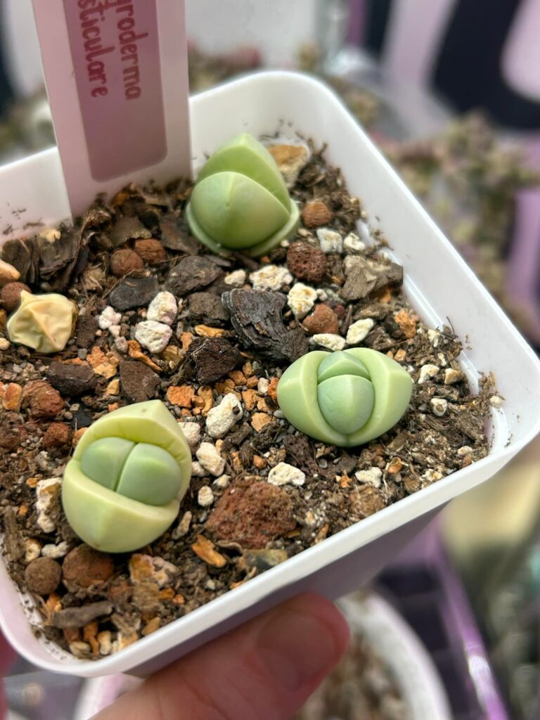 A selection of spheres