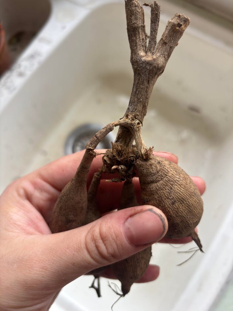 Will this Dahlia still grow with damaged neck?