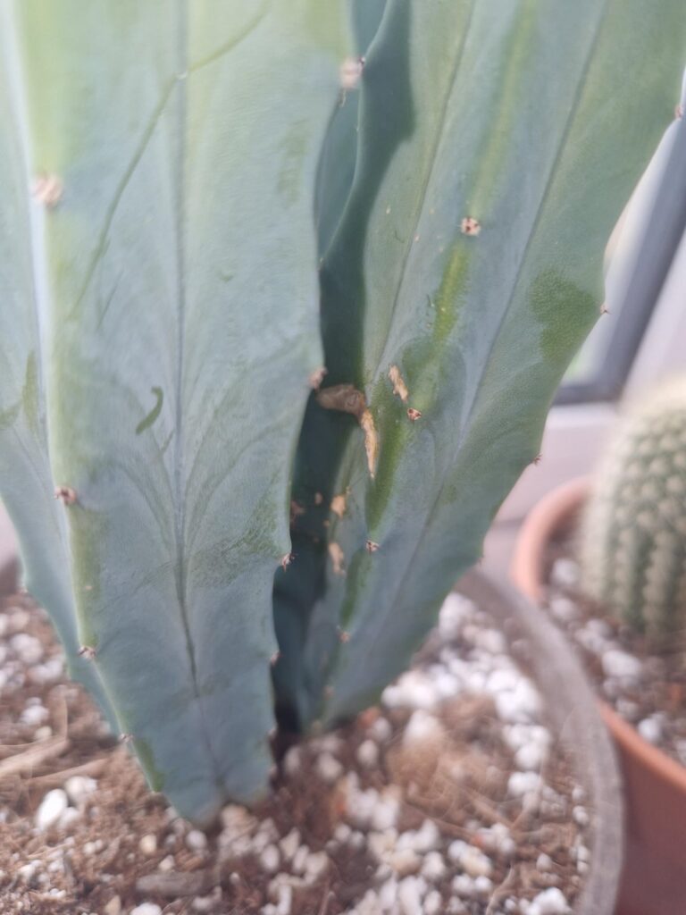 Can someone help me with my cactus? Can someone help me with my cactus?