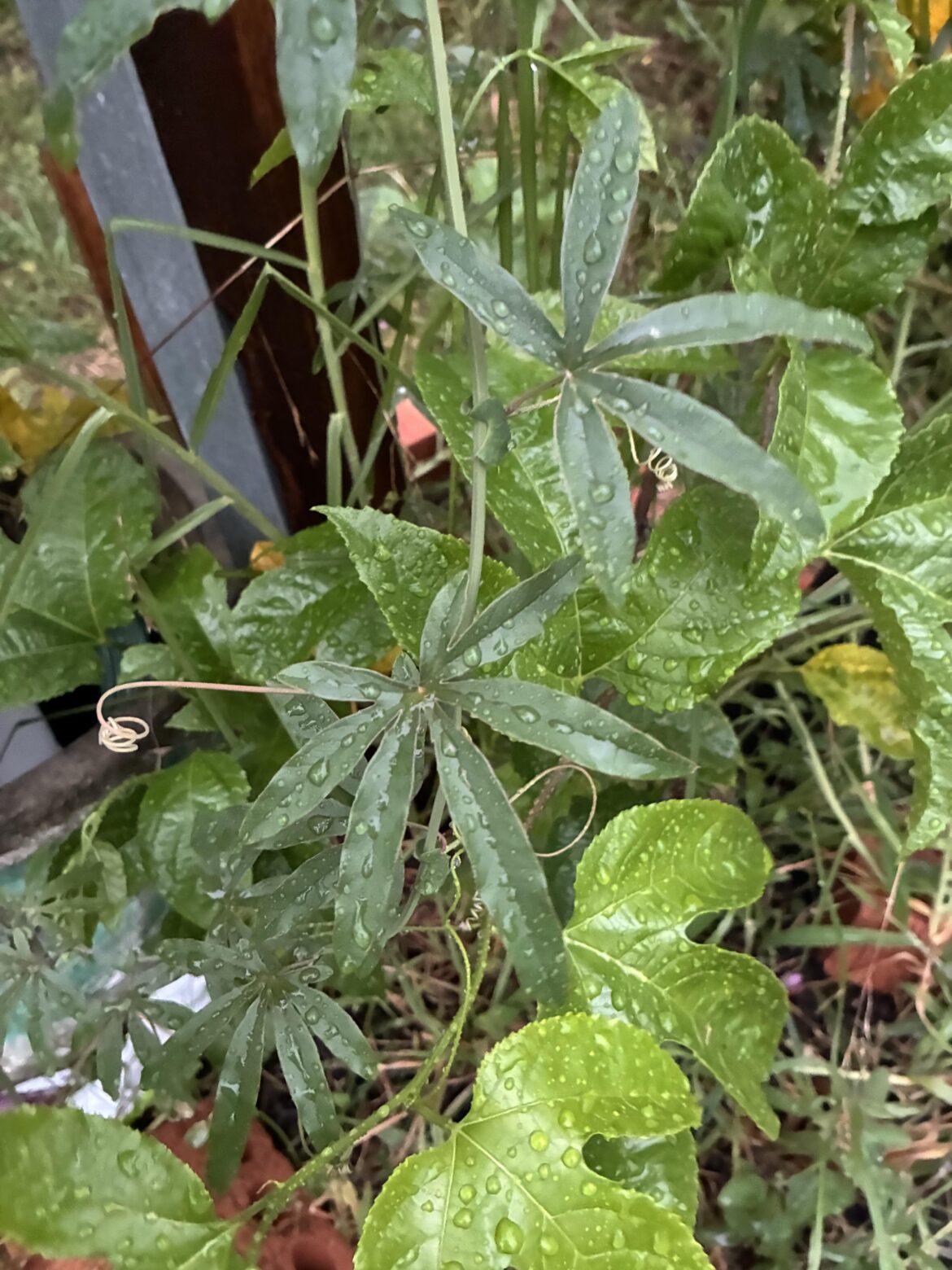 What is this vine plant? (syd NSW)