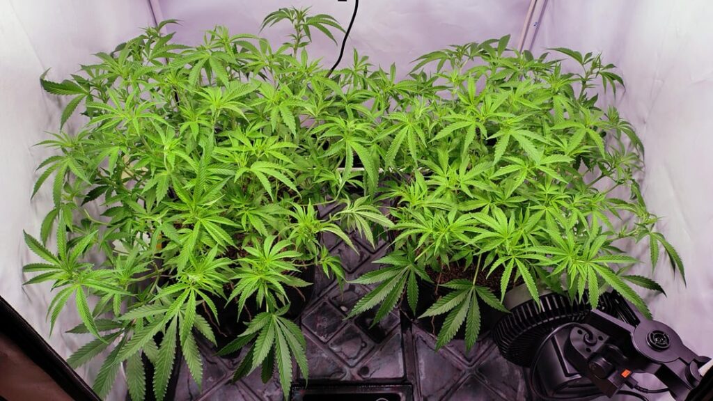 Defoliation Day Santa Maria Day 10 of Bloom 💯 I don't need a bigger boat guys just defoliate and bending a bit 💪