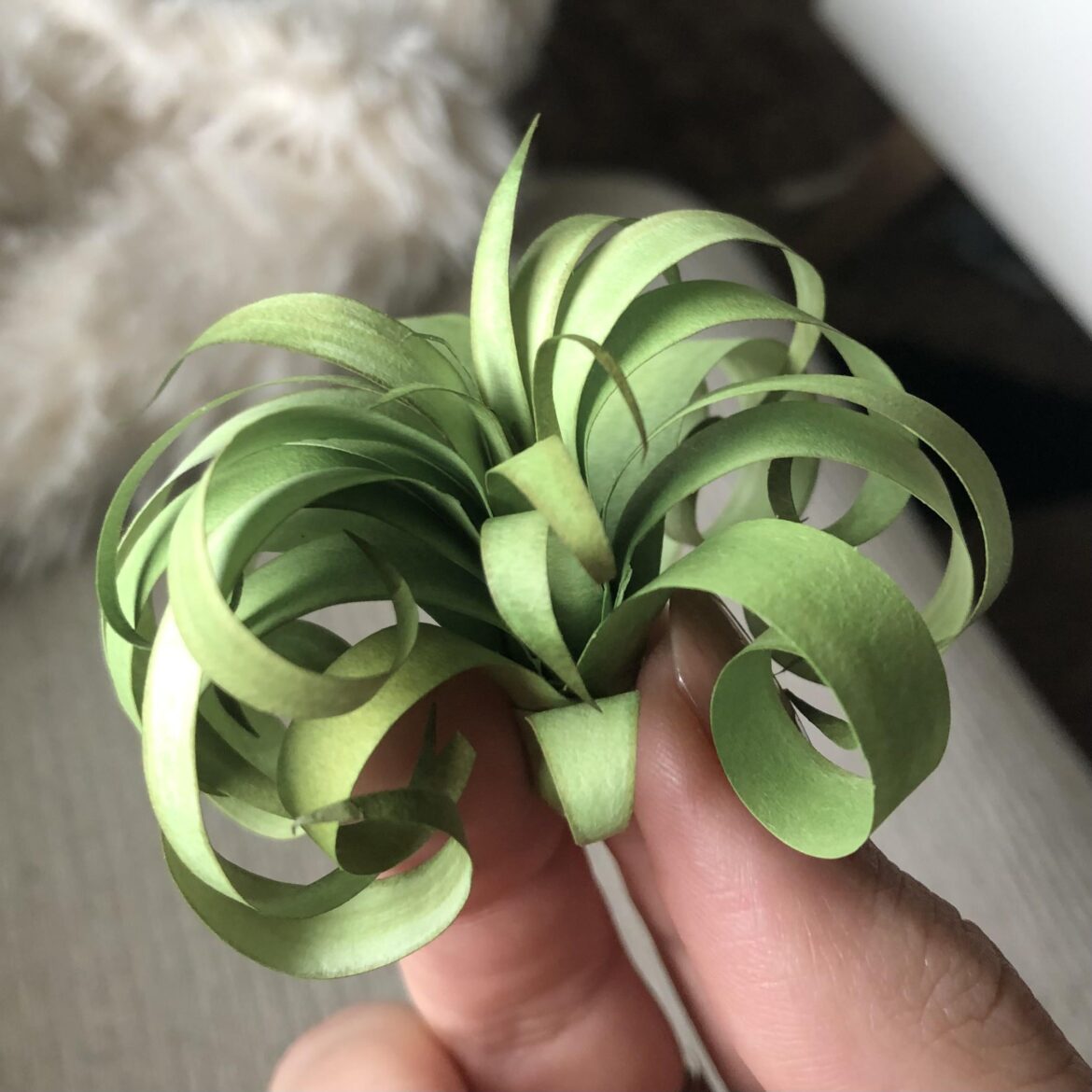 What kind of air plant is this?