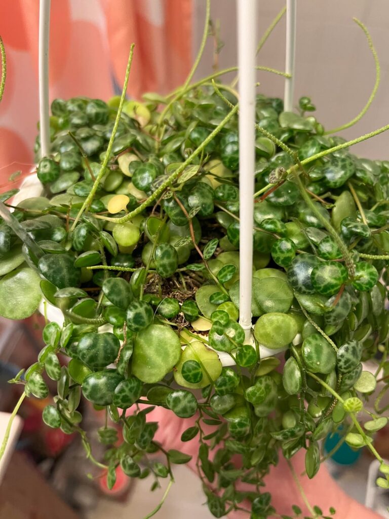 What are my turtles asking for?