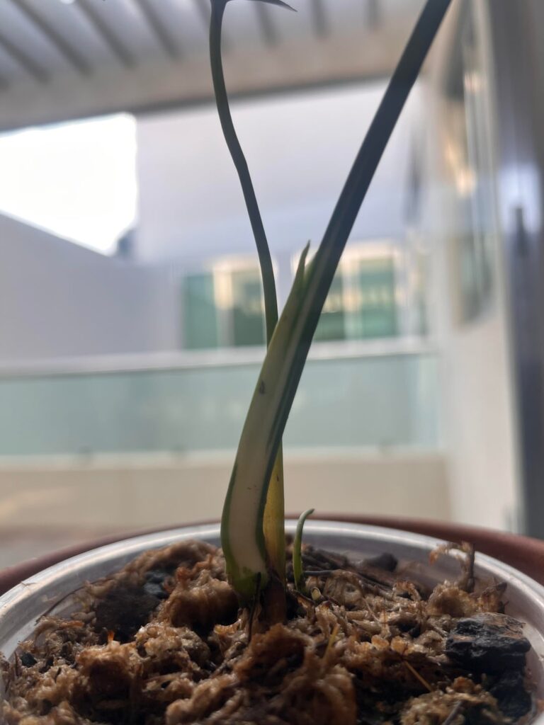 FIRST LEAF WHILE MY CARE!!!