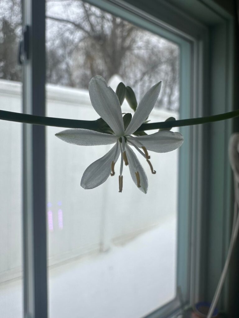 Another day, another bloom. ❄️🤍 3 degree day in NY