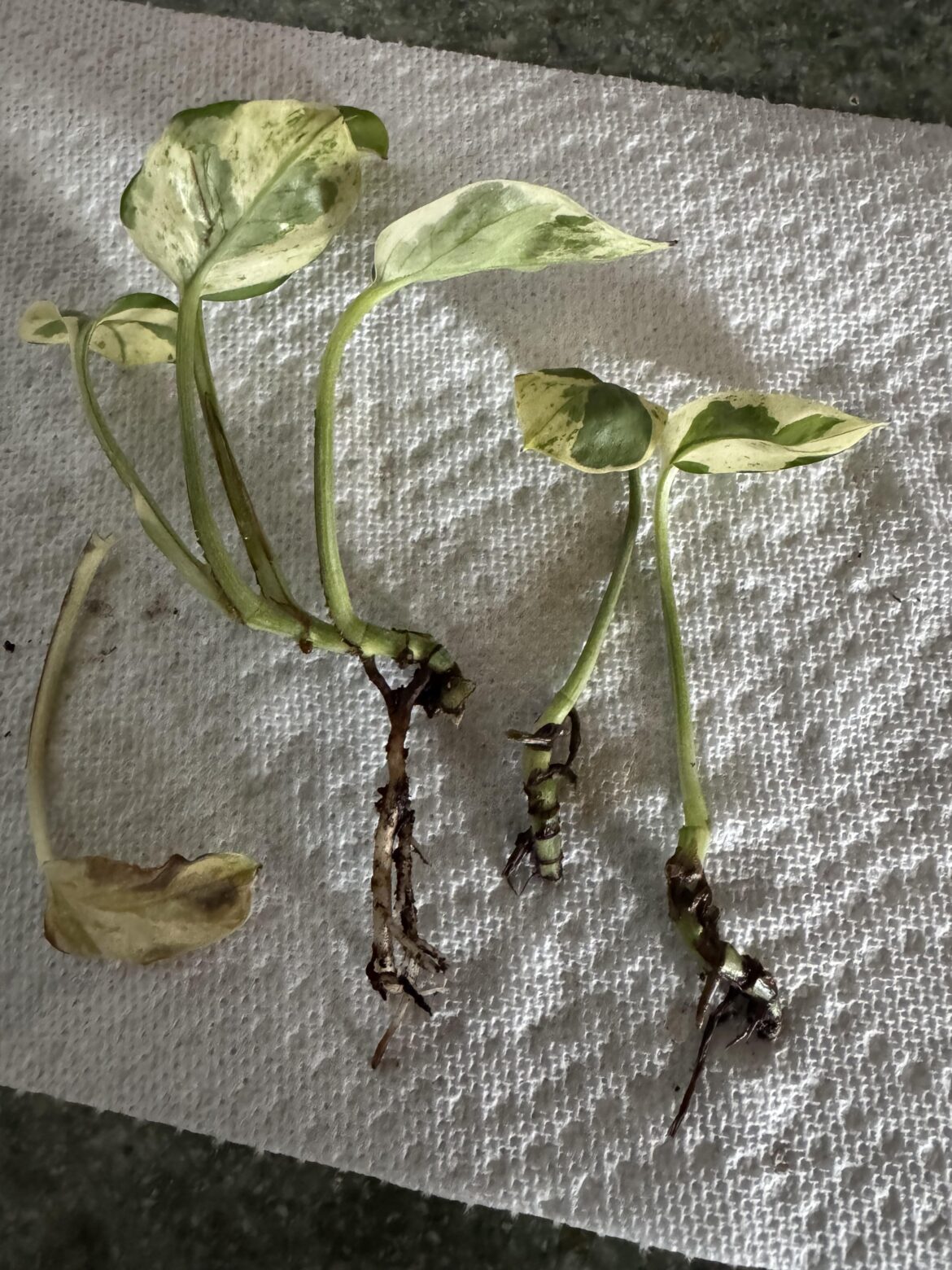 This little guy was in a 2” pot and kept dropping leaves like the one on the left. I removed it from its pot and soil to check the roots. Is it root rot? Can it be saved?