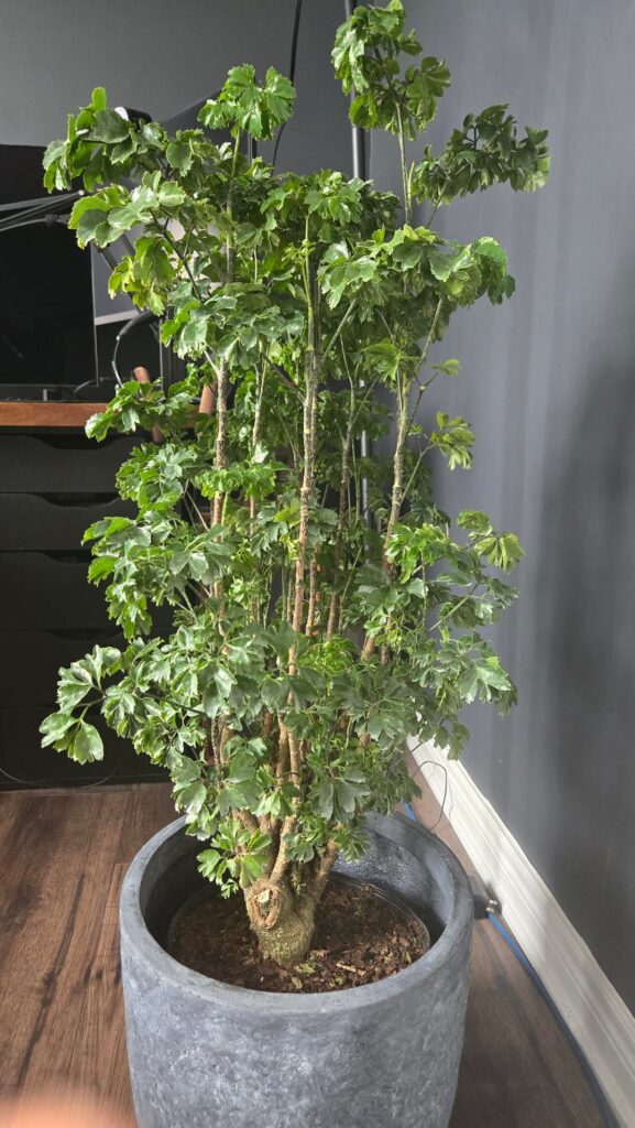 First time Ming Aralia owner First time Ming Aralia owner