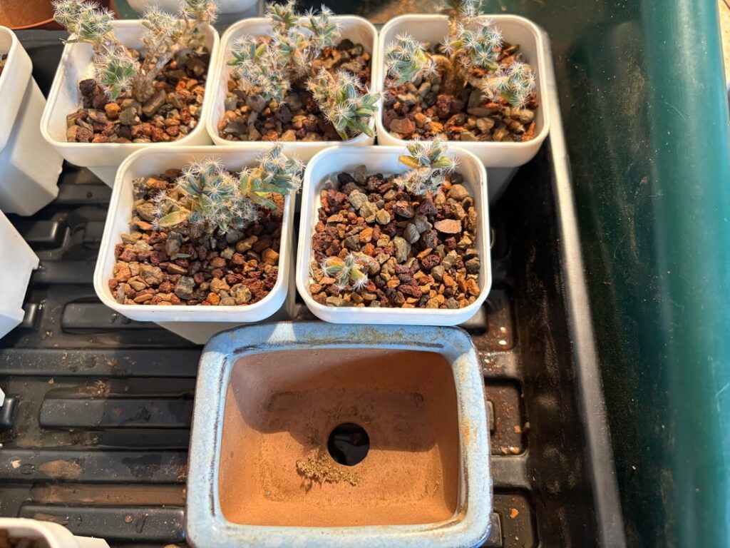 Trichodiadema densum repotting.