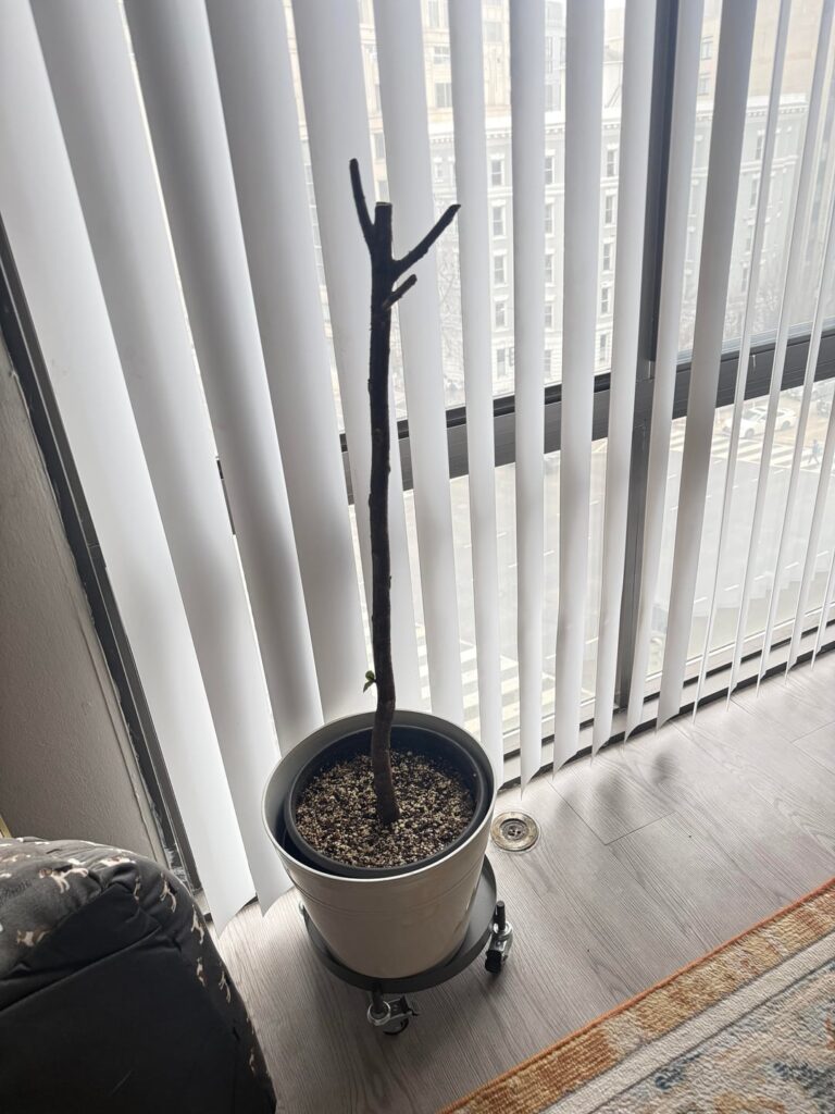 Tips for regrowth success? Tips for regrowth success?