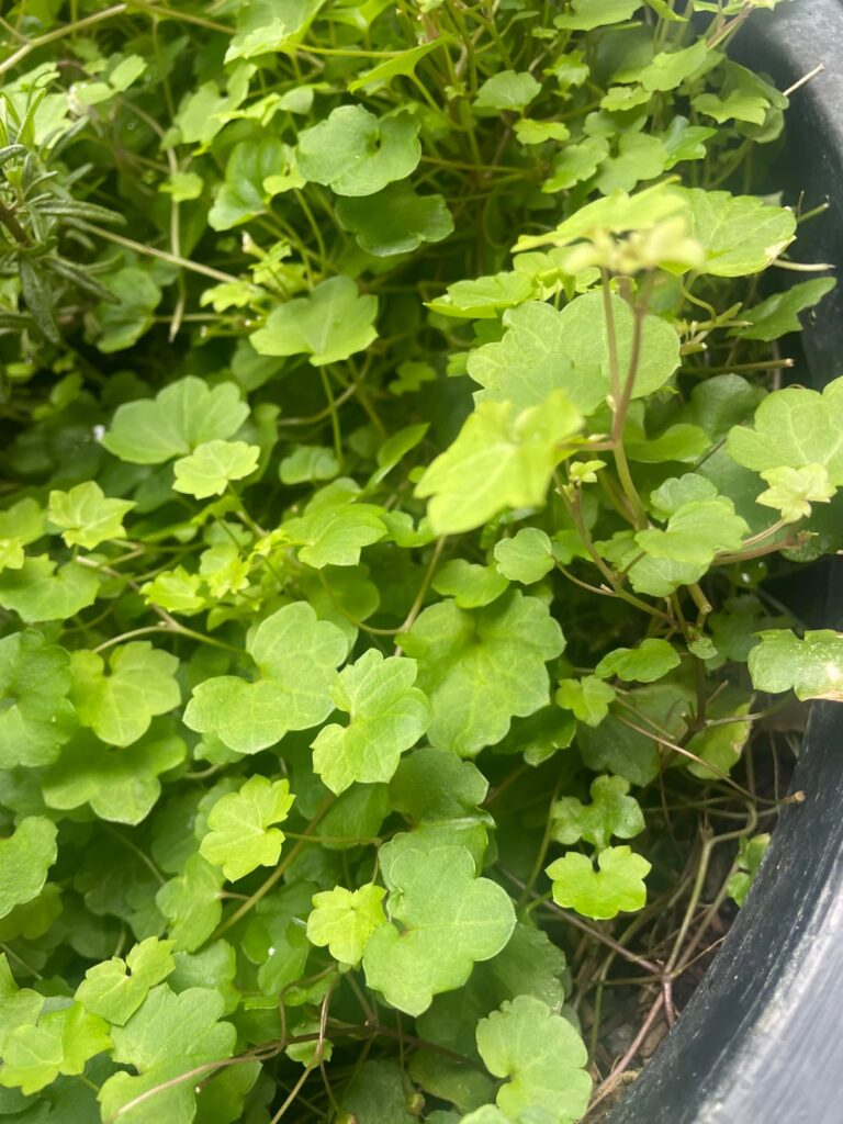Clover-like ground covering plant