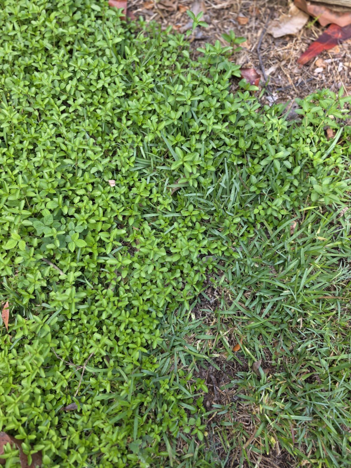 Weed overtaking lawn near fruit trees. Bunnings can't identify it. Please help