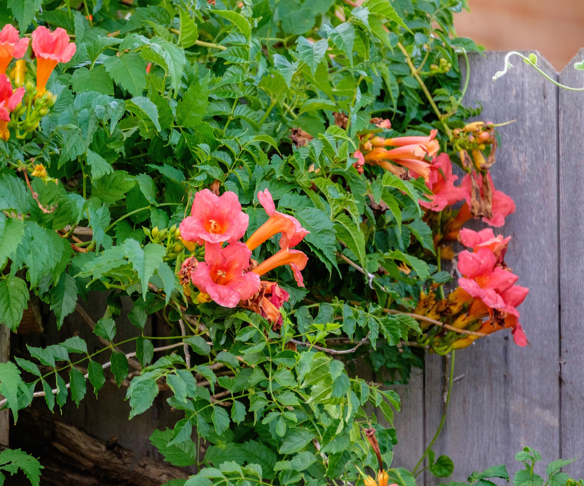 red trumpet vine growing along a wooden fence