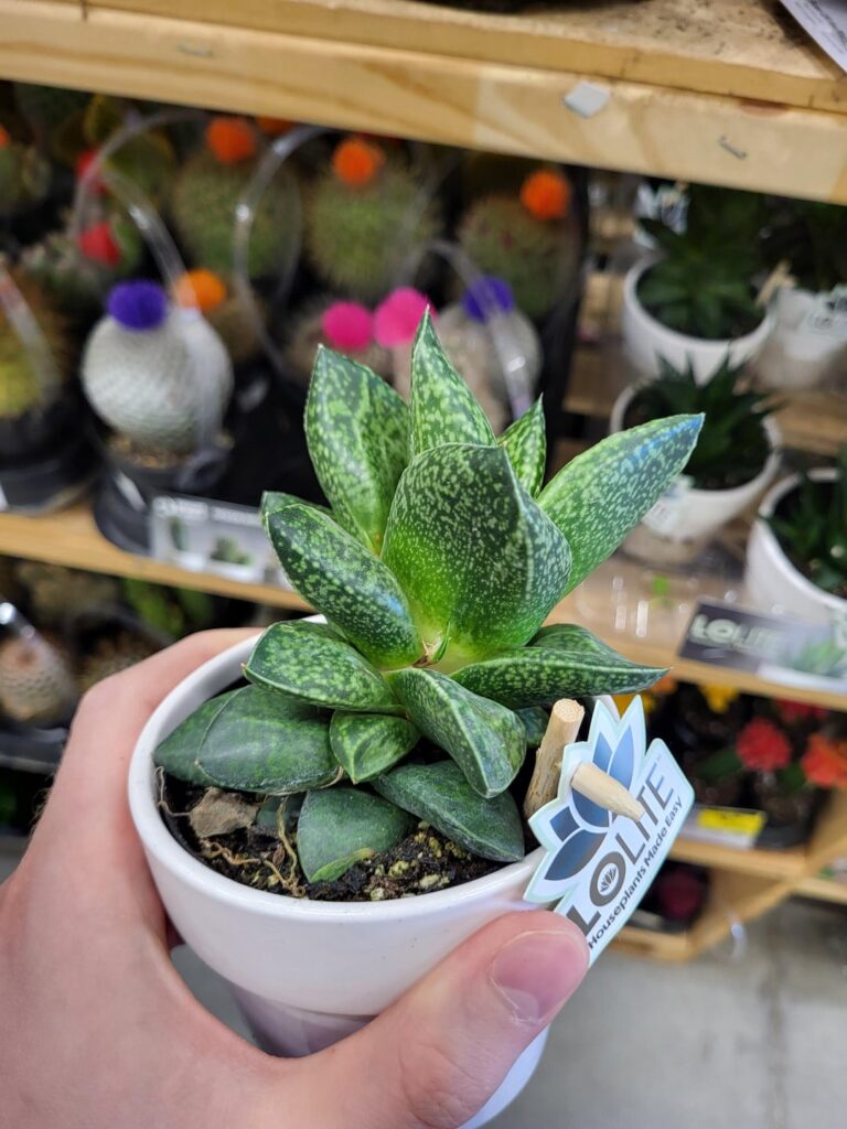 Requesting ID of this Gasteria(?) (at home depot, in a tray with Haworthias)
